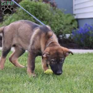Kerry, German Shepherd Puppy